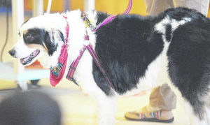 Therapy dog visits RES as Reading Ambassador